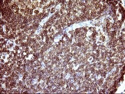 ICAM3 Monoclonal Antibody (OTI1E7), TrueMAB , OriGene 30 &mu;L; Unconjugated:Antibodies,