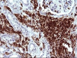 ICAM3 Mouse anti-Canine, Human, Clone: OTI1E7, lyophilized, TrueMAB 100