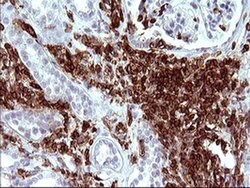 ICAM3 Monoclonal Antibody (OTI1E7), TrueMAB , OriGene 30 &mu;L; Unconjugated:Antibodies,