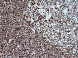 ICAM3 Mouse anti-Human, Clone: OTI1C2, lyophilized, TrueMAB 100 &mu;g;