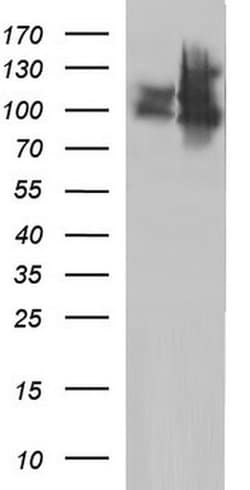 ICAM3 Monoclonal Antibody (OTI1E7), TrueMAB , OriGene 30 &mu;L; Unconjugated:Antibodies,