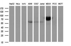ICAM3 Monoclonal Antibody (OTI1E7), TrueMAB , OriGene 30 &mu;L; Unconjugated:Antibodies,