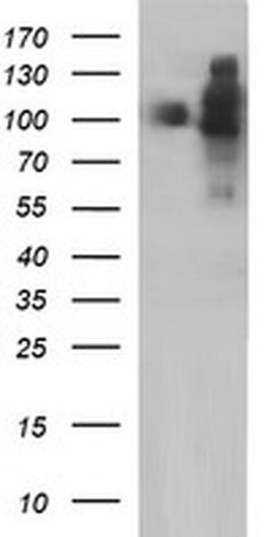 ICAM3 Monoclonal Antibody (OTI1F4), TrueMAB , OriGene 30 &mu;L | Buy Online | Origene Technologies | Fisher Scientific