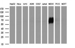 ICAM3 Monoclonal Antibody (OTI1F4), TrueMAB , OriGene 30 &mu;L | Buy Online | Origene Technologies | Fisher Scientific