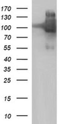 ICAM3 Monoclonal Antibody (OTI1F2), TrueMAB , OriGene 100 &mu;L; Unconjugated:Antibodies,