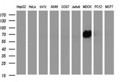 ICAM3 Monoclonal Antibody (OTI1F2), TrueMAB , OriGene:Antibodies:Primary