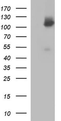 ICAM3 Monoclonal Antibody (OTI1G4), TrueMAB , OriGene:Antibodies:Primary