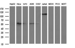 ICAM3 Monoclonal Antibody (OTI4G8), TrueMAB , OriGene 30 &mu;L; Unconjugated:Antibodies,