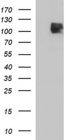 ICAM3 Mouse anti-Human, Clone: OTI1C2, lyophilized, TrueMAB 100 &mu;g;