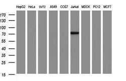 ICAM3 Mouse anti-Human, Clone: OTI1C2, lyophilized, TrueMAB 100 &mu;g;