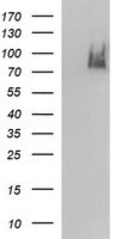 ICAM3 Mouse anti-Human, Clone: OTI3A7, lyophilized, TrueMAB 100 &mu;g;