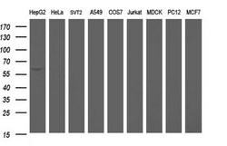 ICAM3 Mouse anti-Human, Clone: OTI3A7, lyophilized, TrueMAB 100 &mu;g;