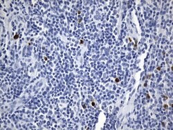 ICOSLG Mouse anti-Human, Clone: UMAB254, lyophilized, UltraMAB 100 &mu;g;