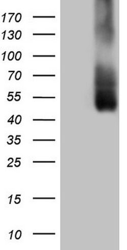 ICOSLG Mouse anti-Human, Clone: OTI1B8, lyophilized, TrueMAB 100 &mu;g;
