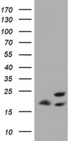 ICT1 Monoclonal Antibody (OTI2F9), TrueMAB , OriGene:Antibodies:Primary