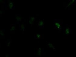 ID2 Mouse anti-Human, Clone: OTI10C3, lyophilized, TrueMAB 100 &mu;g; Unconjugated:Antibodies,