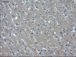 ID2 Mouse anti-Human, Clone: OTI10C3, lyophilized, TrueMAB 100 &mu;g; Unconjugated:Antibodies,