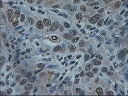 ID2 Mouse anti-Human, Clone: OTI10C3, lyophilized, TrueMAB 100 &mu;g; Unconjugated:Antibodies,