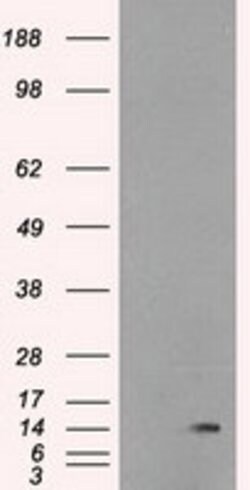 ID2 Mouse anti-Human, Clone: OTI10C3, lyophilized, TrueMAB 100 &mu;g; Unconjugated:Antibodies,