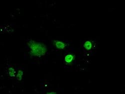 ID3 Mouse anti-Human, Clone: OTI8B3, lyophilized, TrueMAB 100 &mu;g; Unconjugated:Antibodies,