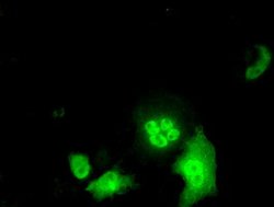 ID3 Mouse anti-Human, Clone: OTI15F4, lyophilized, TrueMAB 100 &mu;g; Unconjugated:Antibodies,