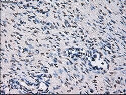 ID3 Mouse anti-Human, Clone: OTI8B3, lyophilized, TrueMAB 100 &mu;g; Unconjugated:Antibodies,