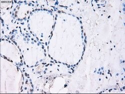 ID3 Mouse anti-Human, Clone: OTI8B3, lyophilized, TrueMAB 100 &mu;g; Unconjugated:Antibodies,