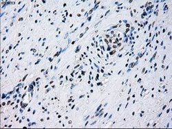 ID3 Mouse anti-Human, Clone: OTI8B3, lyophilized, TrueMAB 100 &mu;g; Unconjugated:Antibodies,