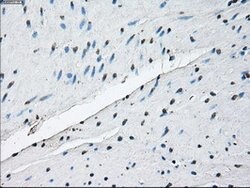ID3 Mouse anti-Human, Clone: OTI8B3, lyophilized, TrueMAB 100 &mu;g; Unconjugated:Antibodies,