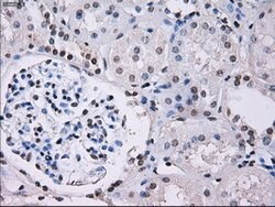 ID3 Mouse anti-Human, Clone: OTI8B3, lyophilized, TrueMAB 100 &mu;g; Unconjugated:Antibodies,