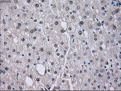 ID3 Mouse anti-Human, Clone: OTI8B3, lyophilized, TrueMAB 100 &mu;g; Unconjugated:Antibodies,