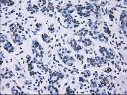 ID3 Mouse anti-Human, Clone: OTI15F4, lyophilized, TrueMAB 100 &mu;g; Unconjugated:Antibodies,