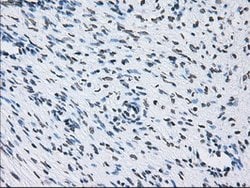 ID3 Mouse anti-Human, Clone: OTI15F4, lyophilized, TrueMAB 100 &mu;g; Unconjugated:Antibodies,