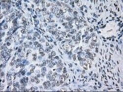 ID3 Mouse anti-Human, Clone: OTI15F4, lyophilized, TrueMAB 100 &mu;g; Unconjugated:Antibodies,