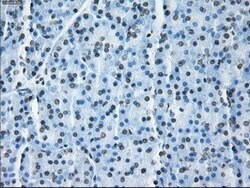 ID3 Mouse anti-Human, Clone: OTI15F4, lyophilized, TrueMAB 100 &mu;g; Unconjugated:Antibodies,