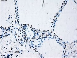 ID3 Mouse anti-Human, Clone: OTI15F4, lyophilized, TrueMAB 100 &mu;g; Unconjugated:Antibodies,