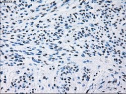 ID3 Mouse anti-Human, Clone: OTI15F4, lyophilized, TrueMAB 100 &mu;g; Unconjugated:Antibodies,