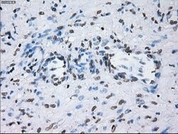 ID3 Mouse anti-Human, Clone: OTI15F4, lyophilized, TrueMAB 100 &mu;g; Unconjugated:Antibodies,