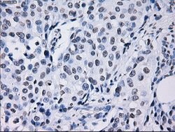 ID3 Mouse anti-Human, Clone: OTI15F4, lyophilized, TrueMAB 100 &mu;g; Unconjugated:Antibodies,