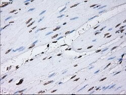 ID3 Mouse anti-Human, Clone: OTI15F4, lyophilized, TrueMAB 100 &mu;g; Unconjugated:Antibodies,