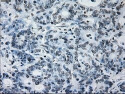 ID3 Mouse anti-Human, Clone: OTI15F4, lyophilized, TrueMAB 100 &mu;g; Unconjugated:Antibodies,