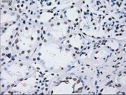 ID3 Mouse anti-Human, Clone: OTI15F4, lyophilized, TrueMAB 100 &mu;g; Unconjugated:Antibodies,