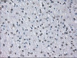 ID3 Mouse anti-Human, Clone: OTI15F4, lyophilized, TrueMAB 100 &mu;g; Unconjugated:Antibodies,