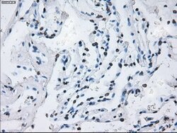 ID3 Mouse anti-Human, Clone: OTI15F4, lyophilized, TrueMAB 100 &mu;g; Unconjugated:Antibodies,