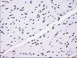 ID3 Mouse anti-Human, Clone: OTI12C7, liquid, TrueMAB 100 &mu;L | Buy Online | Origene Technologies | Fisher Scientific