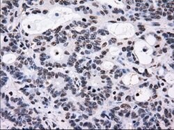 ID3 Mouse anti-Human, Clone: OTI12C7, liquid, TrueMAB 100 &mu;L | Buy Online | Origene Technologies | Fisher Scientific