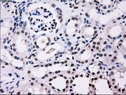 ID3 Mouse anti-Human, Clone: OTI12C7, liquid, TrueMAB 100 &mu;L | Buy Online | Origene Technologies | Fisher Scientific