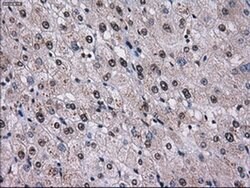 ID3 Mouse anti-Human, Clone: OTI12C7, liquid, TrueMAB 100 &mu;L | Buy Online | Origene Technologies | Fisher Scientific