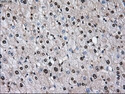 ID3 Mouse anti-Human, Clone: OTI10D3, lyophilized, TrueMAB 100 &mu;g; Unconjugated:Antibodies,