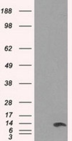 ID3 Mouse anti-Human, Clone: OTI8B3, lyophilized, TrueMAB 100 &mu;g; Unconjugated:Antibodies,